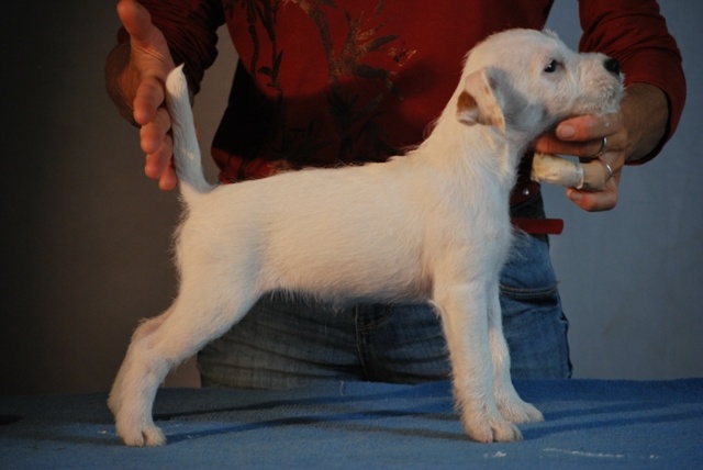 ch Bacall de Ghundai x ch Maxfly full