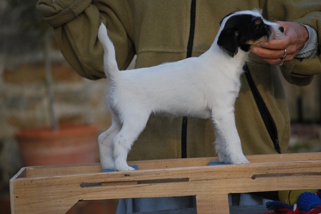 multi ch eleis de ghundai x ch admiral von mutscenhof