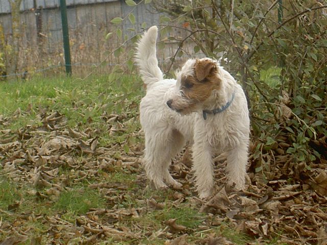 BACALL DE GHUNDAI X CH INTER CUDWEED'S EYE PATCH (olé)