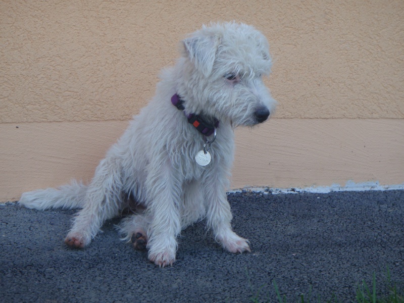 syzygie de ghundai x cudweed's eye patch 2009