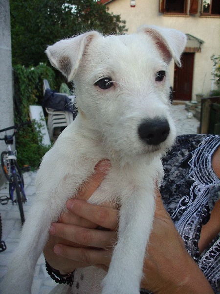 Ub'Silone de Ghundai x Suzan's Pride Ben : 2007