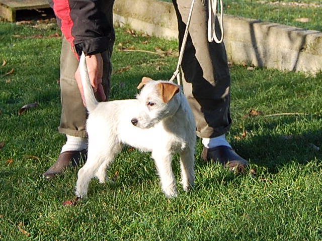 Ub silone de ghundai x suzan's pride ben 2008