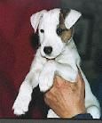 Pacifique of Mayoland x Suzan's Pride Yeah: 2003