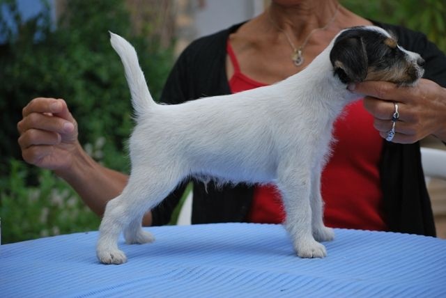 MULTI CH ELEIS DE GHUNDAI X CH KEYSTONE THE BEAST